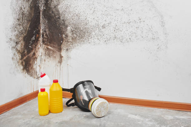 Best Crawl Space Mold Remediation in Belle Mead, NJ