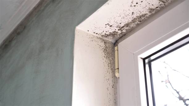 Best Emergency Mold Remediation in Belle Mead, NJ