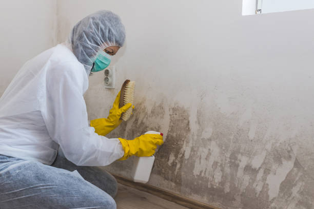Best Insurance-Related Mold Remediation in Belle Mead, NJ