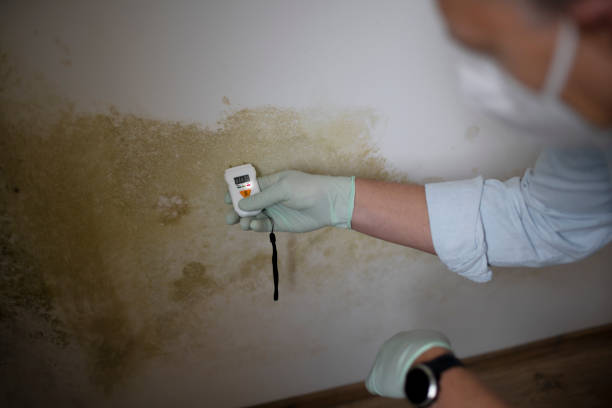 Best Basement Mold Remediation in Belle Mead, NJ