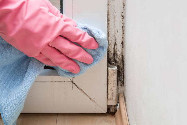 Best Kitchen Mold Remediation in Belle Mead, NJ